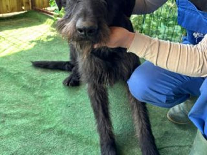 NERO-hübscher, liebevoll-freundlicher Mischlingsrüde