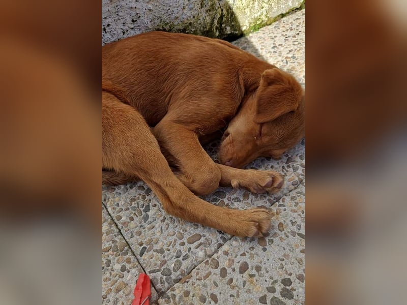 SIENA-fröhliches, freundliches Mädchen irrte alleine auf der Straße umher,auf der Suche nach Familie