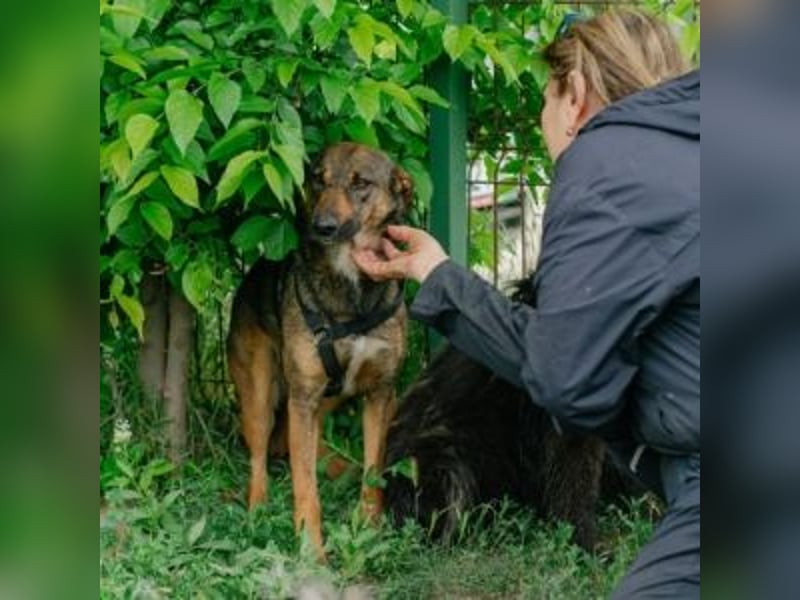 FEDORA-schüchterne Maus auf der Suche nach Liebe, Schutz, Geborgenheit