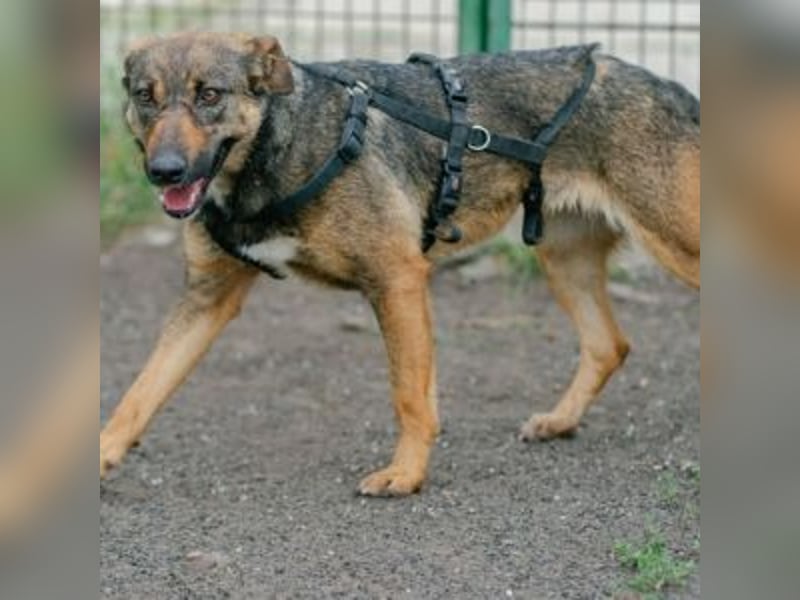 FEDORA-schüchterne Maus auf der Suche nach Liebe, Schutz, Geborgenheit