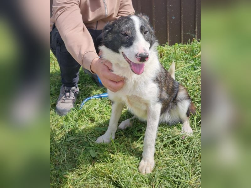 ZANE-ganz besonderer Bub sucht dringend liebevolles Zuhause