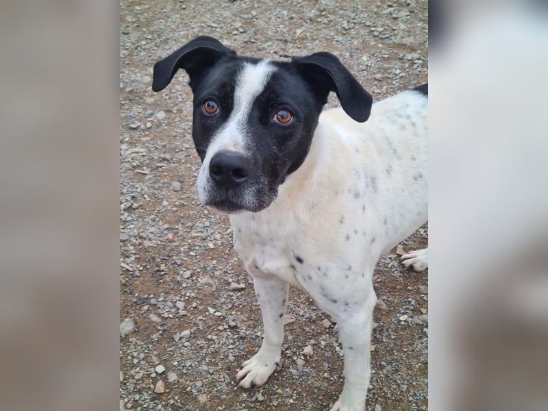 Lolo-Kuschelweltmeister sitzt auf gepacktem Köfferchen, bereit für seine "Für-immer-Familie"