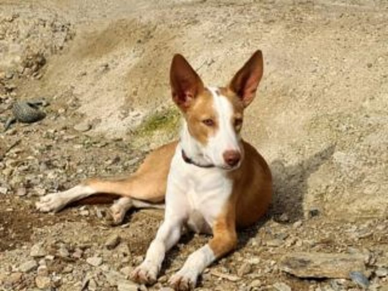 BOB-steckt voller Lebensfreude, Fröhlichkeit und Optimismus