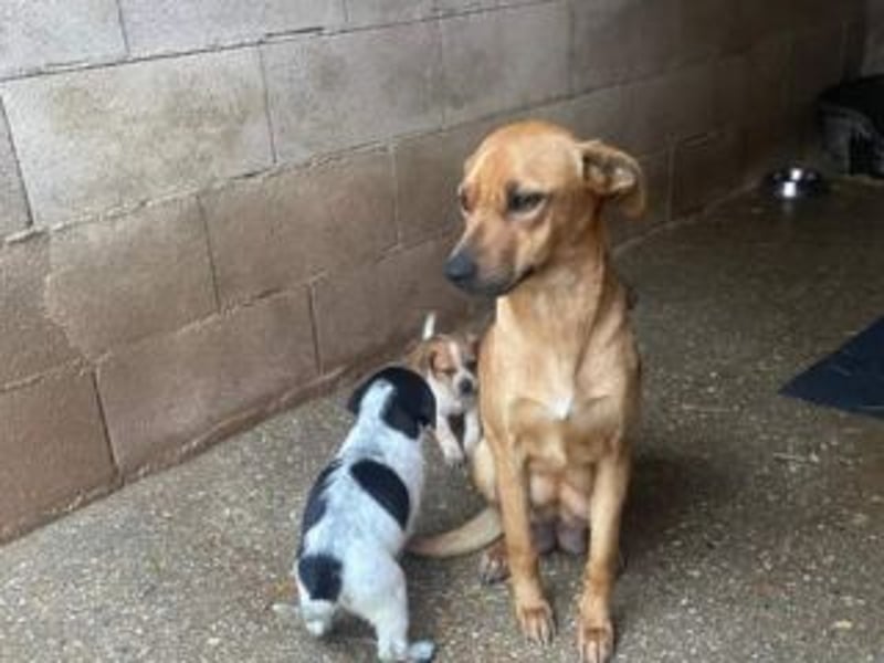 NANI- junge Hundemama mit großem Herzen sucht ihr eigenes Zuhause