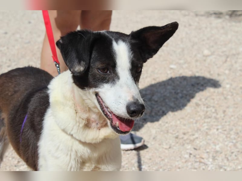 CANTALAR-ruhig, sanft, mit einem Herzen voller Liebe wartet sie sehnsüchtig auf ein schönes Leben