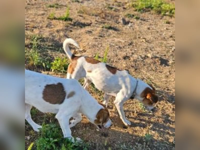 MAYA-wünscht sich Spaziergänge durch Wald und Wiesen, gemeinsame Ausflüge und ein liebvolles Zuhause