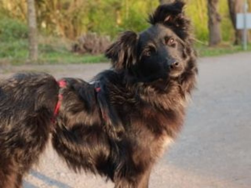 ZULU-hier bin ich! Süßes, hellwaches Mädchen auf der Suche nach liebevollem Zuhause