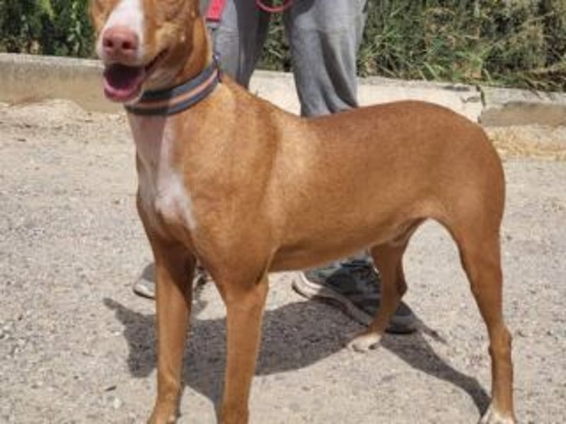 PONGO- vom vergessenen Schatten zum strahlenden Herzenshund