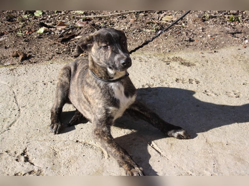 BRÖSEL - auf der Suche nach seiner liebevollen "Für-immer-Familie"