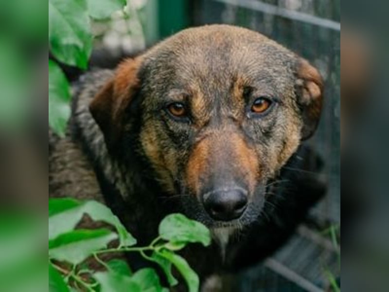 FEDORA-schüchterne Maus auf der Suche nach Liebe, Schutz, Geborgenheit