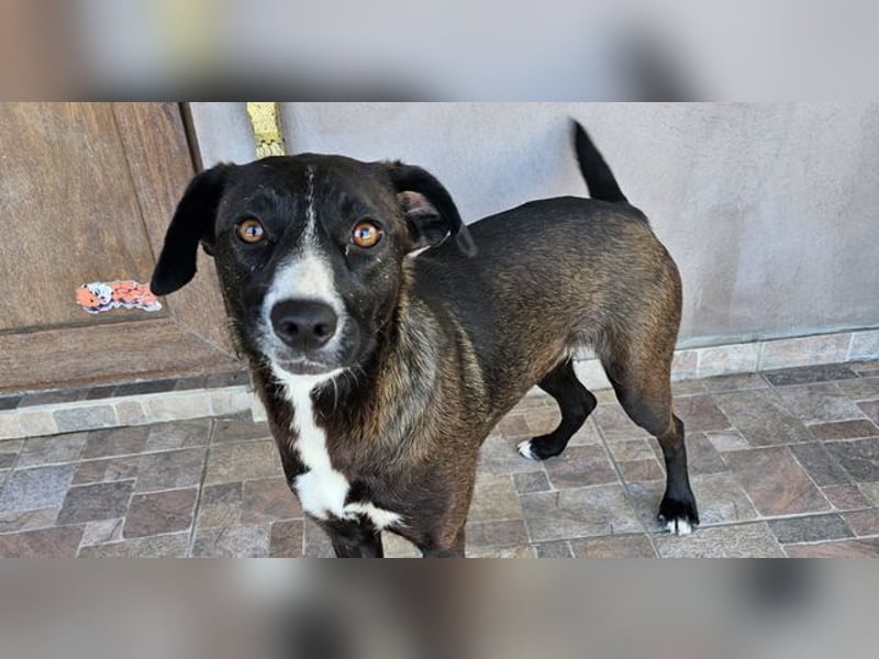 MABEL-strahlende Überleberin mit großem Herzen sucht liebevolles Für-immer-Zuhause