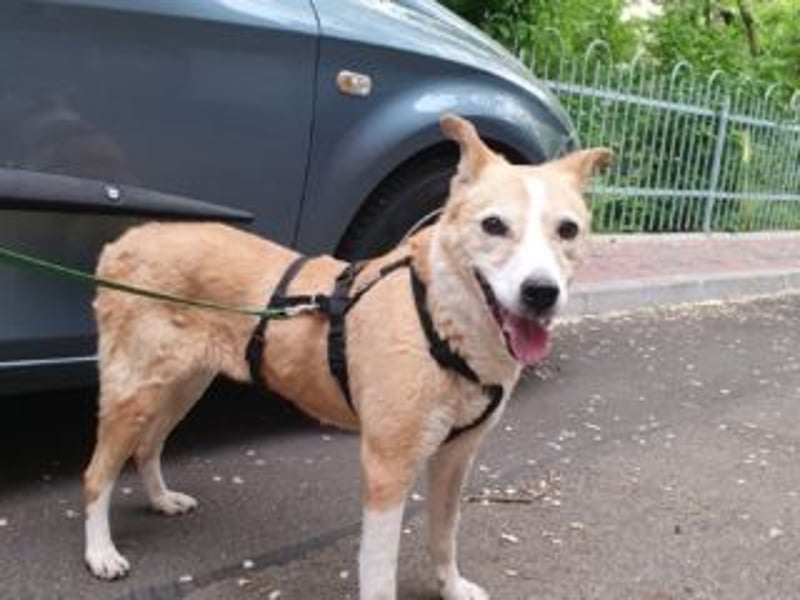 Liebevolle, hübsche MATILDA sucht endlich ein schönes, ruhiges, eigenes Zuhause