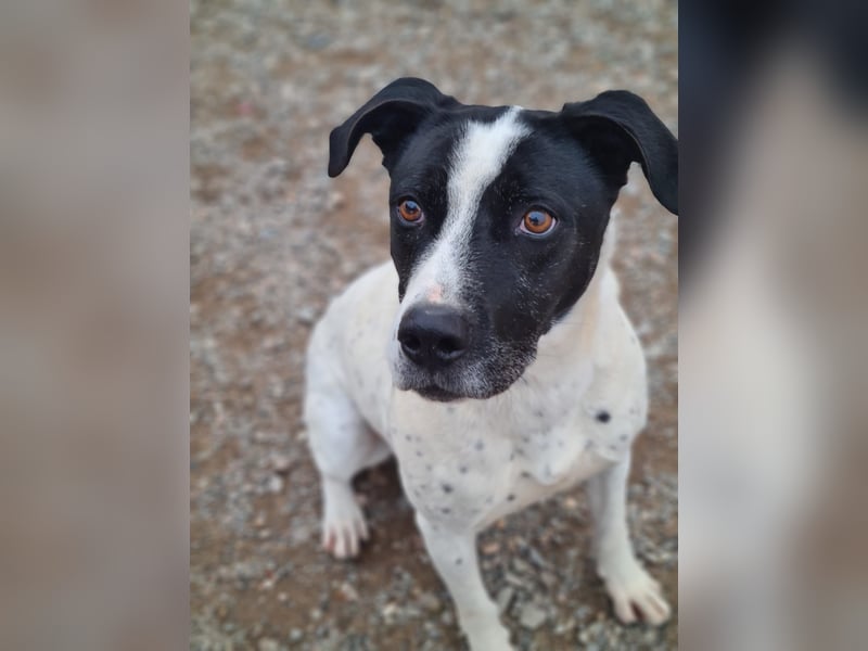 Lolo-Kuschelweltmeister sitzt auf gepacktem Köfferchen, bereit für seine "Für-immer-Familie"