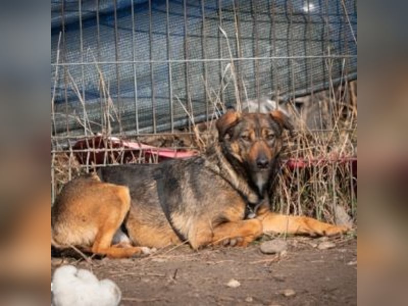 FEDORA-schüchterne Maus auf der Suche nach Liebe, Schutz, Geborgenheit