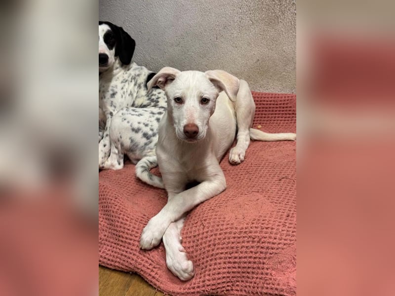 KINDER-fröhlicher, aufgeweckter Bub irrte allein auf der Straße umher,sucht seine Für-immer-Menschen