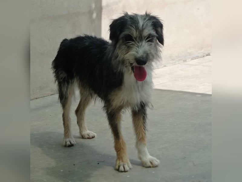 Wunderschöne PIRANA- sucht ein liebevolles Zuhause