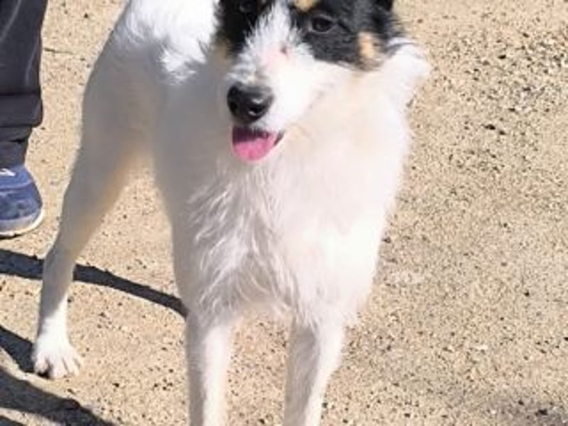 GASTON-liebt es, ausgiebig zu kuscheln und verteilt dabei auch gerne ein feuchtes Küsschen