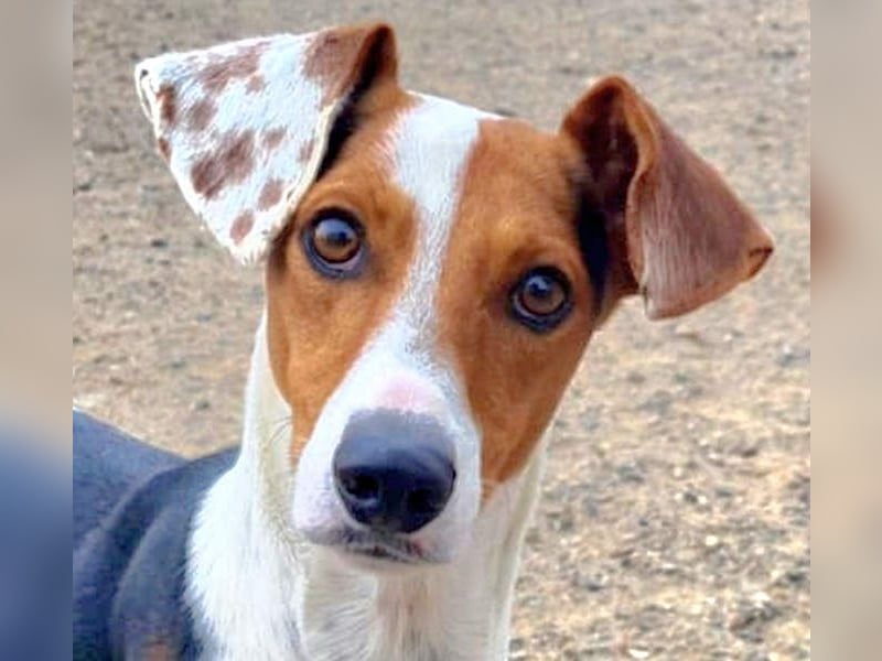 MANU-zauberhafter Bub voller Fröhlichkeit, Lebensfreude sucht seine liebevolle Für-immer-Familie