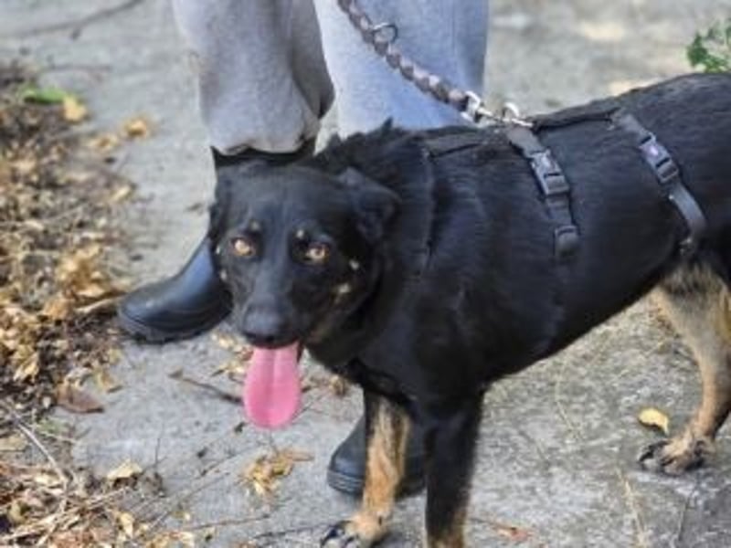 GLORIA- sehnt sich nach Liebe und Geborgenheit bei ihrer "Für-immer-Familie"