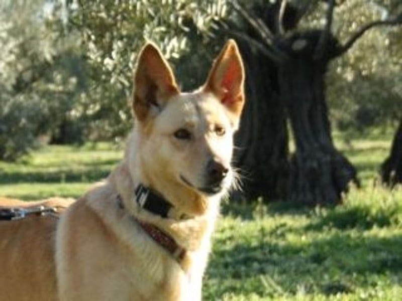 AKIRA-verschmustes, anhängliches Hundemädchen sucht ein ruhiges, liebevolles Zuhause