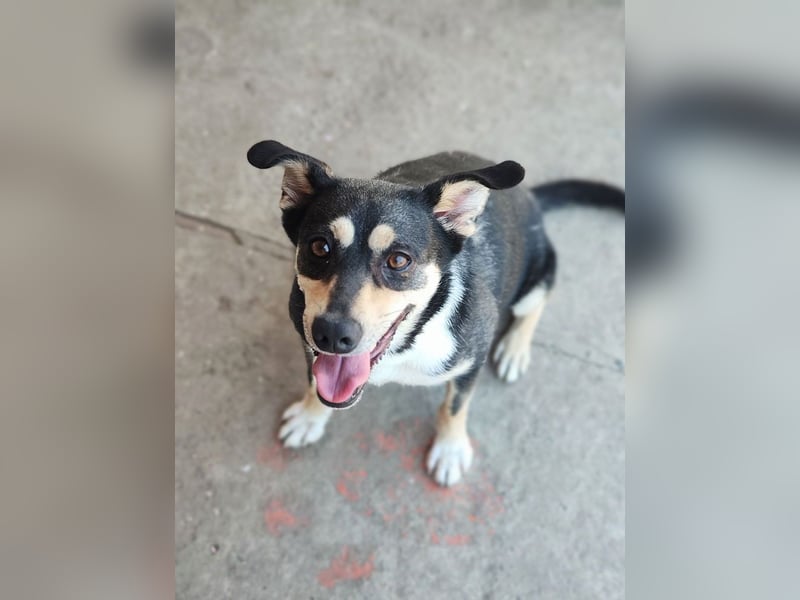 EREN-Lebensfreude pur, sie versüßt ede Minute des Tages-endlich in ihrem "Für-immer-Zuhause"?