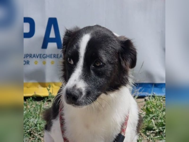 NOVA-sanfte Schönheit mit Border-Collie-Charme sucht ihr Glück