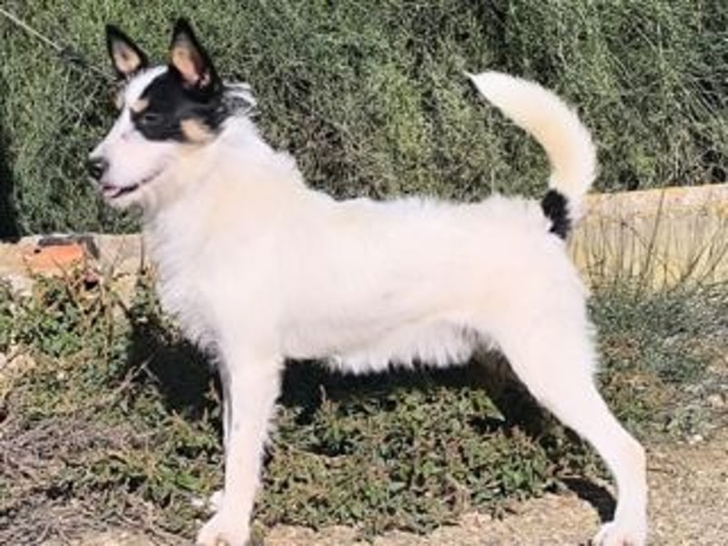 GASTON-liebt es, ausgiebig zu kuscheln und verteilt dabei auch gerne ein feuchtes Küsschen