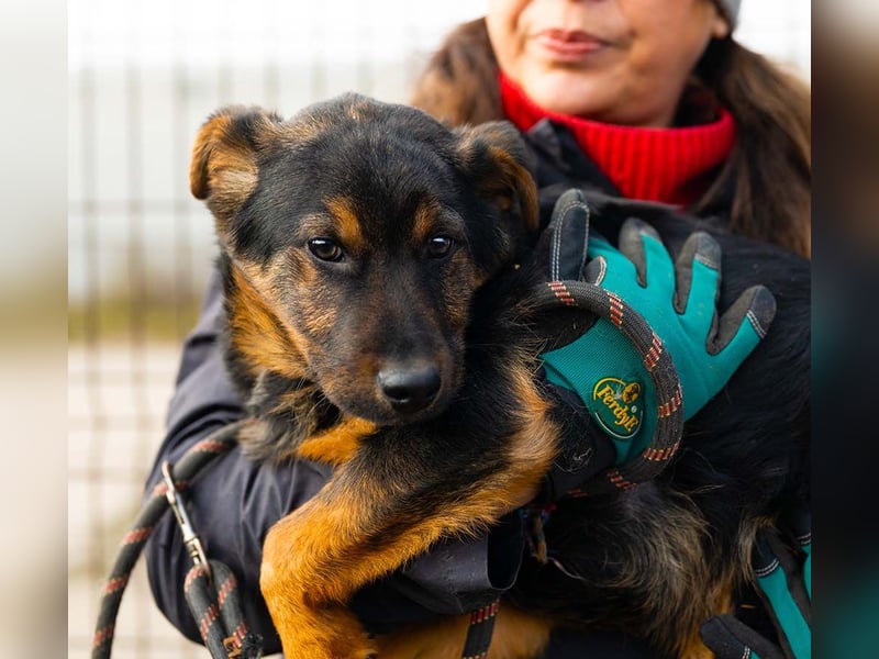 BATMAN-schüchterner Held auf 4 Pfoten sucht dich und sein Zuhause