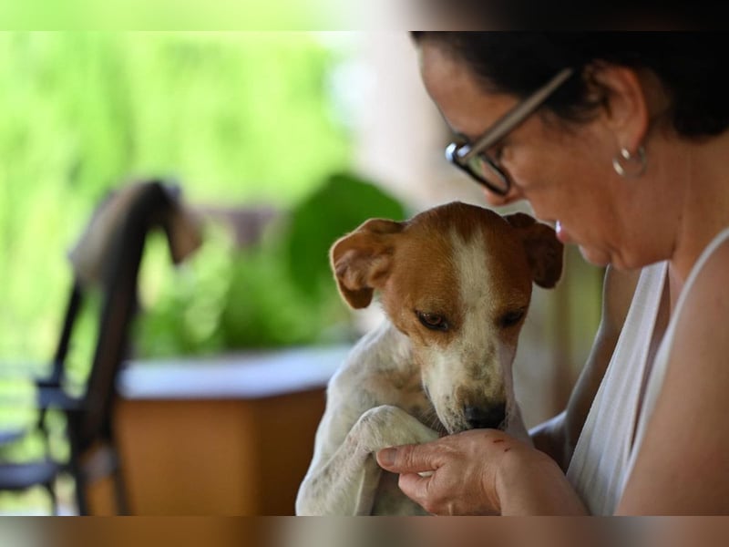 CAMINO- fürsorgliche liebe Hundemama sucht liebevolles Für-immer-Zuhause