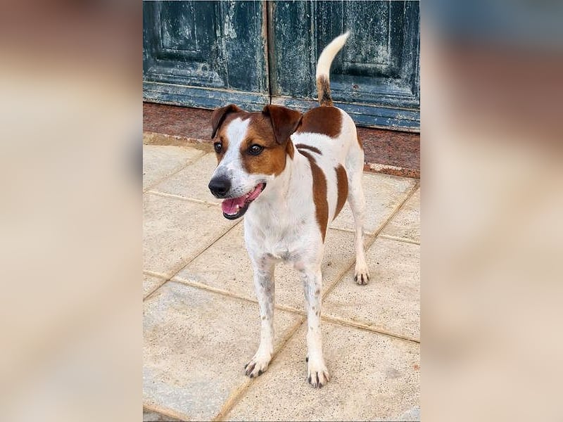 Freundlicher TOMAS-voller Lebensfreude und Optimismus wartet er sehnlichst auf seine "Für-immer-Fam"