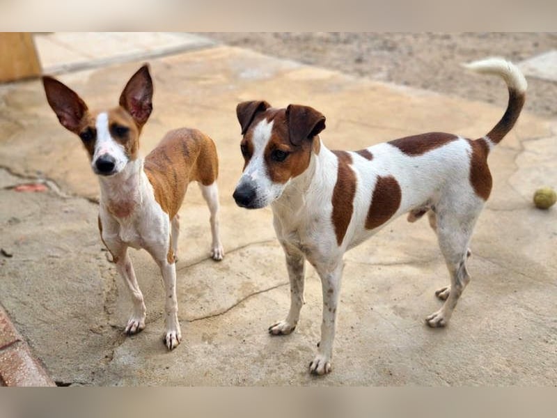 Freundlicher TOMAS-voller Lebensfreude und Optimismus wartet er sehnlichst auf seine "Für-immer-Fam"