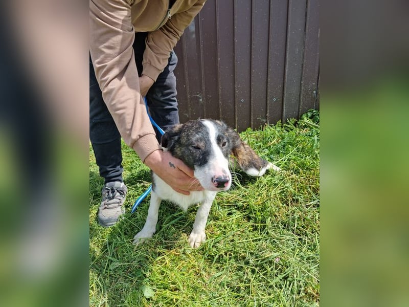 ZANE-ganz besonderer Bub sucht dringend liebevolles Zuhause