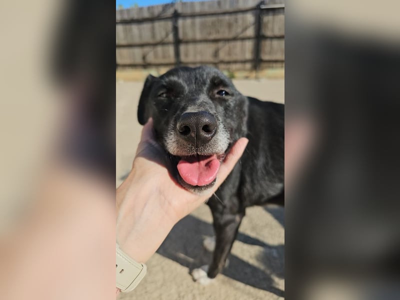 JAX -einer der „liebsten und freundlichsten Hunde, die wir je im Tierheim hatten“