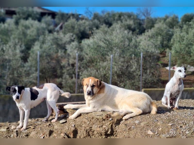 AMELIE-ruhige, sanfte Maus sucht ihr liebevolles Für-immer-Zuhause