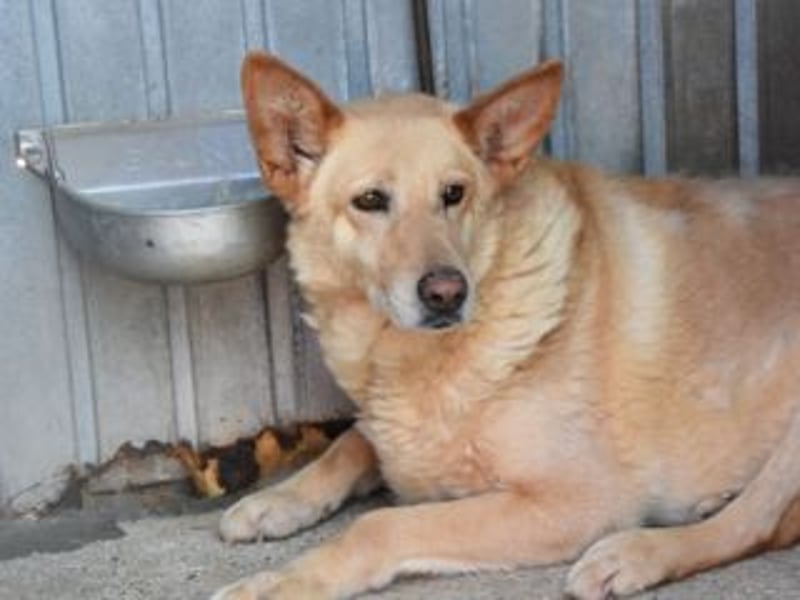 AKIRA-verschmustes, anhängliches Hundemädchen sucht ein ruhiges, liebevolles Zuhause