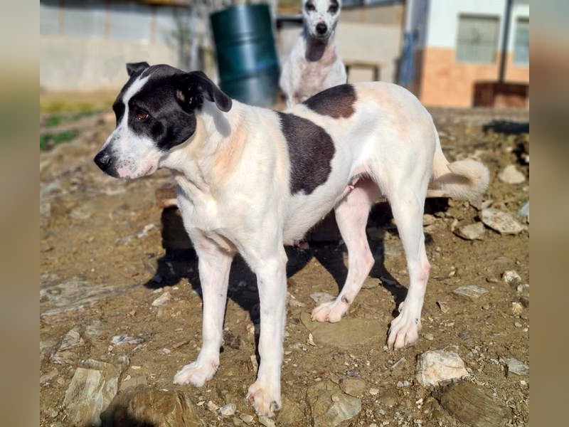 AMELIE-ruhige, sanfte Maus sucht ihr liebevolles Für-immer-Zuhause