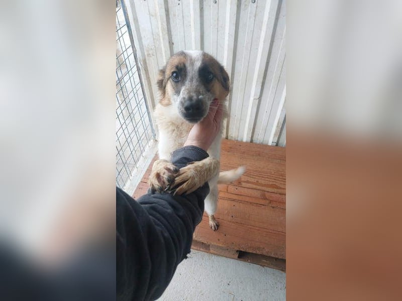 PAULINA-offen, freundlich, anhänglich sucht ihre liebevolle Für-immer-Familie