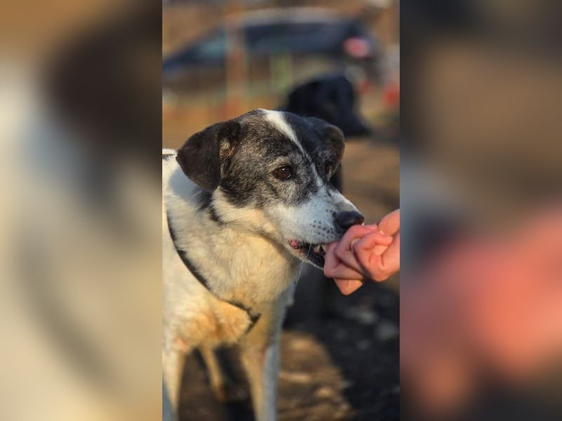 MARIE-CURIE-freundliche, willige, brave, anspruchslose, vergessene Seele sucht dringend liebe Heimat