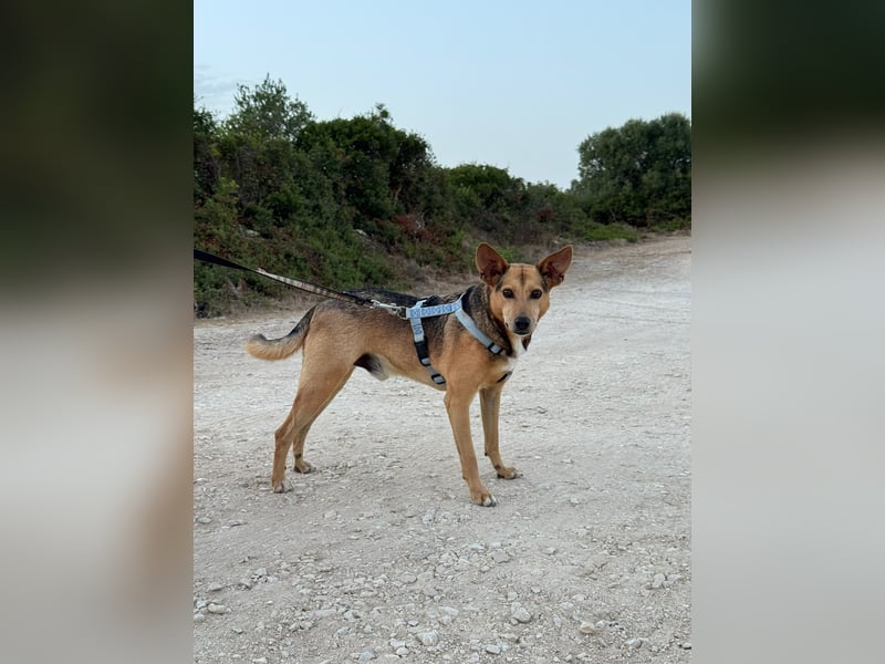ROMEO-berührt das Herz, sucht zusammen mit "seiner Seelenhündin" Julieta eine liebevolle Familie