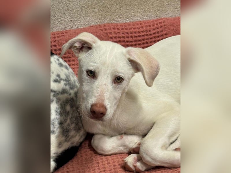 KINDER-fröhlicher, aufgeweckter Bub irrte allein auf der Straße umher,sucht seine Für-immer-Menschen