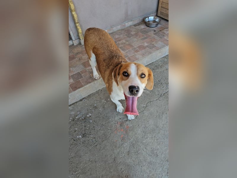 Leila – liebt Menschen und andere Hunde
