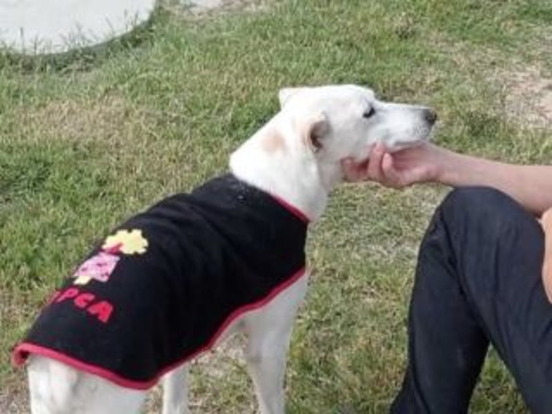 PISTOLE- ein freundlicher, menschenbezogener Hund