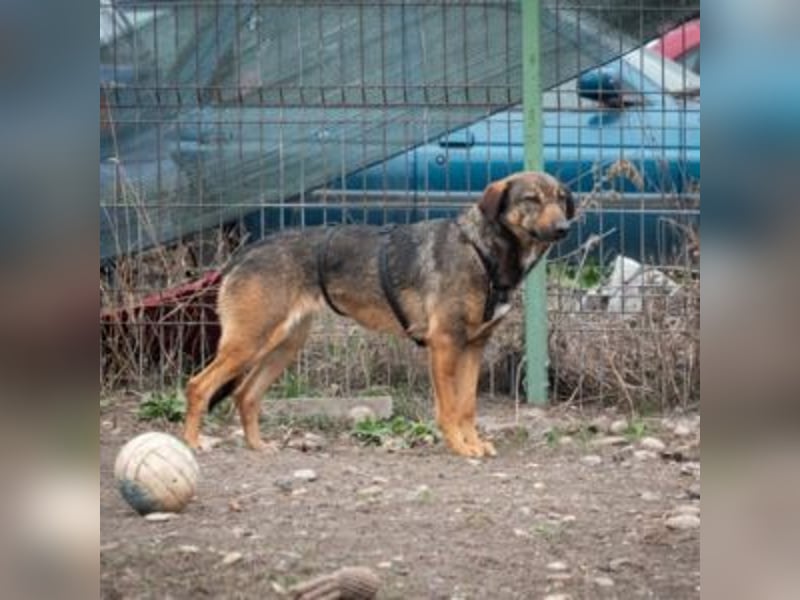 FEDORA-schüchterne Maus auf der Suche nach Liebe, Schutz, Geborgenheit