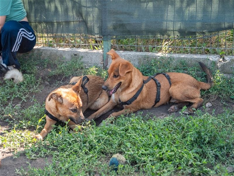 MANGO-genießt Aufmerksamkeit und schmusen