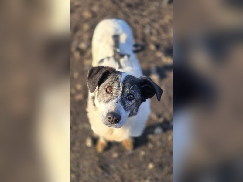 MARIE-CURIE-freundliche, willige, brave, anspruchslose, vergessene Seele sucht dringend liebe Heimat