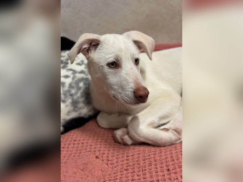 KINDER-fröhlicher, aufgeweckter Bub irrte allein auf der Straße umher,sucht seine Für-immer-Menschen