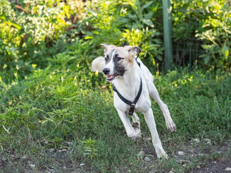 FINJA-sehr freundliche, liebes Mädchen sucht warmes, herzliches Zuhause