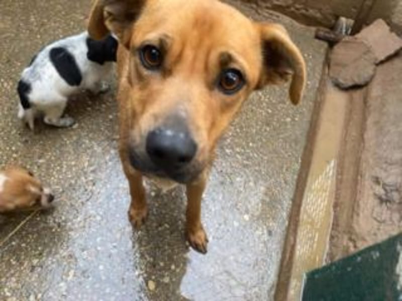 NANI- junge Hundemama mit großem Herzen sucht ihr eigenes Zuhause