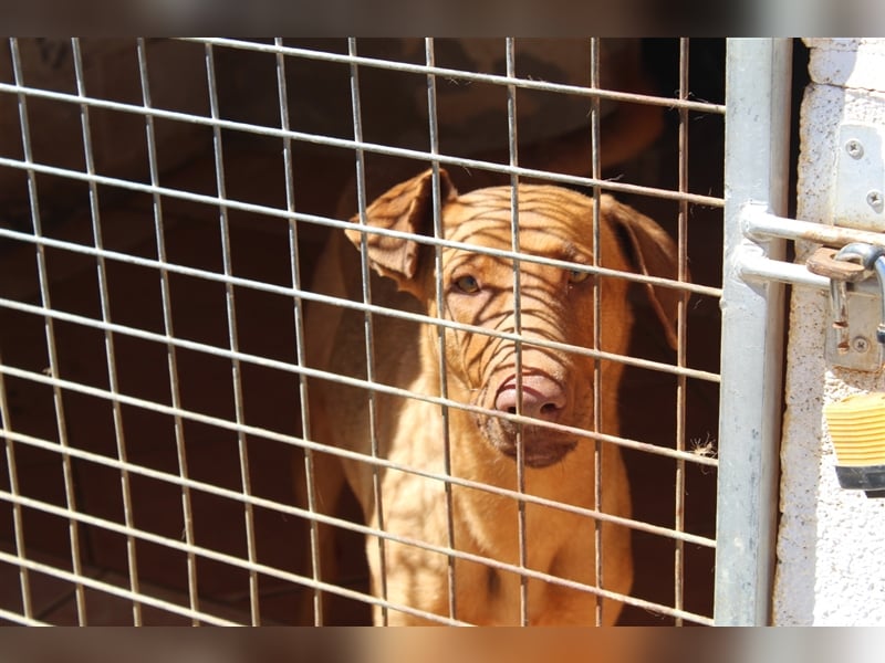 Carla – möchte den Menschen gefallen