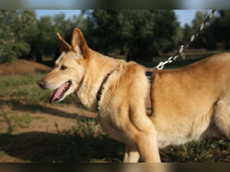 AKIRA-verschmustes, anhängliches Hundemädchen sucht ein ruhiges, liebevolles Zuhause